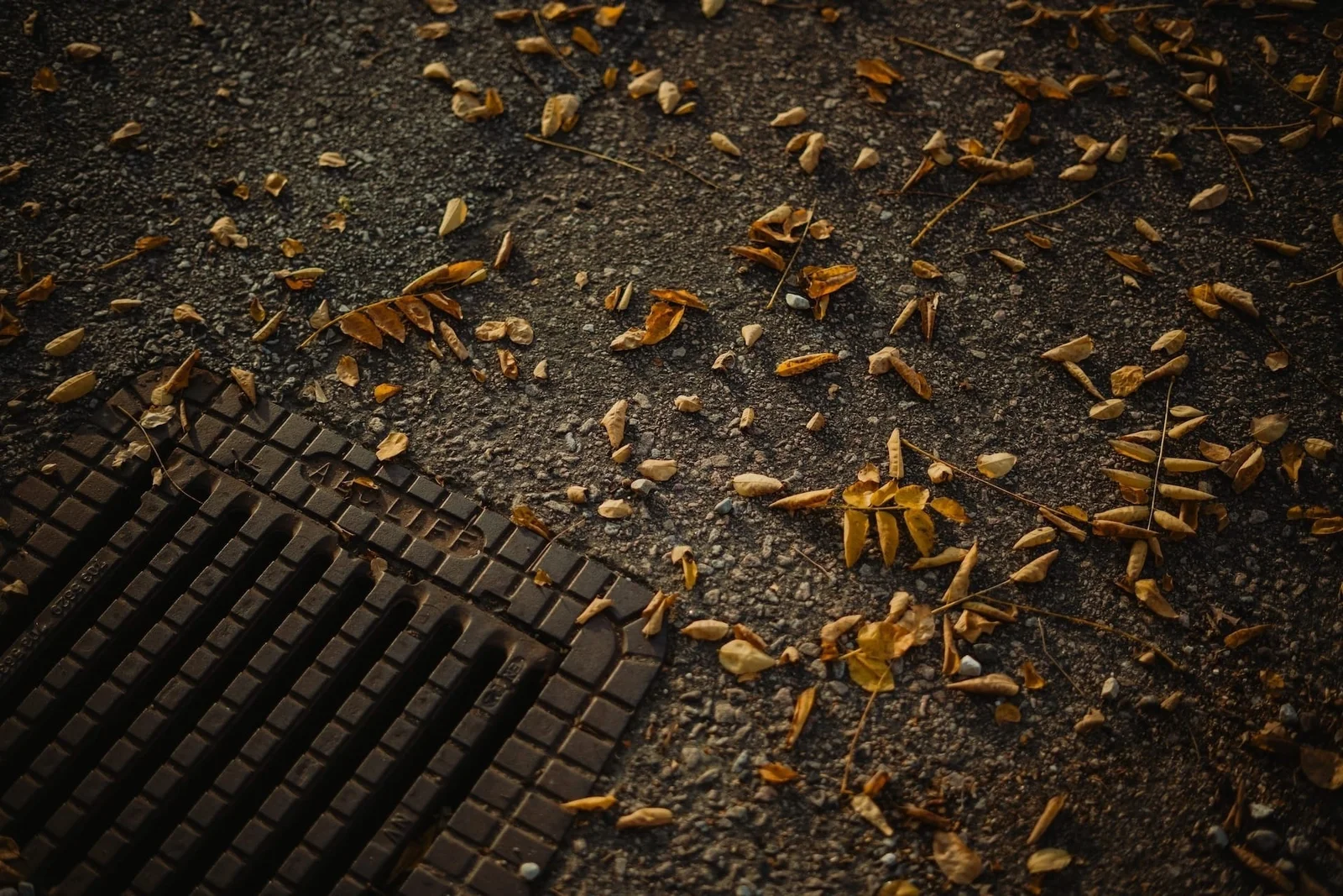 Yellow fallen leaves scattered across dark pavement beside a drain grate.